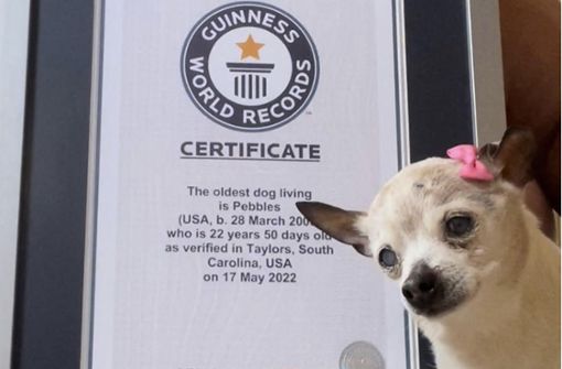 Pebbles hielt den Guinness-Weltrekord. Foto: AFP