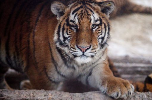 Insgesamt fünf Tiger und drei Löwen haben sich angesteckt (Symbolbild). Foto: dpa/Diego Azubel