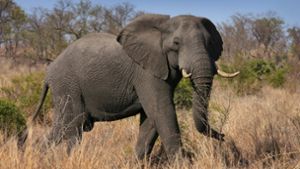 In Botsuana gibt es die meisten Elefanten in Afrika (Symbolbild). Foto: EPA