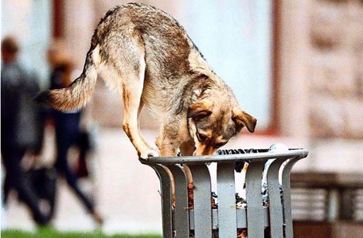 In Ländern wie der Ukraine sind frei laufende Hunde  häufiger anzutreffen. In den hiesigen Gefilden  sind derart herrenlose Tiere eher selten. Foto: dpa/Sergei Supinsky