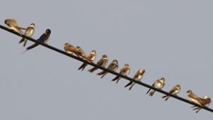 Der Naturschutzbund geht von rund 1,5 Millionen Vögeln aus, die jährlich in Deutschland den Stromtod erleiden. (Symbolbild) Foto: imago images/blickwinkel/A. von Dueren via www.imago-images.de
