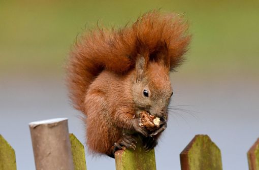 Ein Eichhörnchen besuchte eine Wohnung in Bochum. Foto: dpa