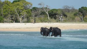 Die Marine Sri Lankas hat zwei Elefanten aus „Seenot“ gerettet und ans Land gezogen. Von dort liefen die Tiere eigenständig zurück an Land in Richtung Dschungel. Foto: AFP