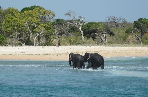 Die Marine Sri Lankas hat zwei Elefanten aus „Seenot“ gerettet und ans Land gezogen. Von dort liefen die Tiere eigenständig zurück an Land in Richtung Dschungel. Foto: AFP