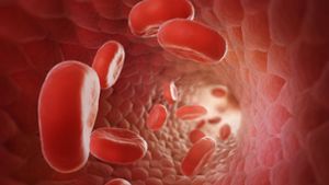 3D-Illustration von Erythrozyten: Rote Blutzellen (oder Blutkörperchen) haben die Form einer in der Mitte eingedellten Scheibe. Sie können sich in jedes noch so kleine Blutgefäß zwängen. Sie versorgen den Körper mit Sauerstoff und entsorgen das Abfallprodukt Kohlenstoffdioxid wieder über die Lunge. Foto: Imago/Pond5 Images