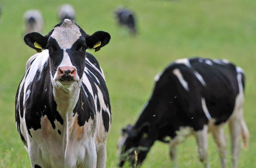Kühe aus den Niederlanden müssen die Türkei verlassen. (Symbolbild) Foto: dpa
