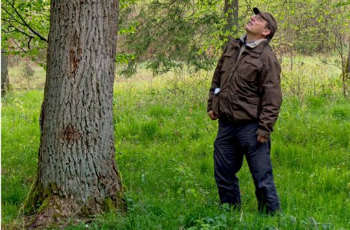 Banger Blick in die Baumkrone: der Naturschützer Armin Dammenmiller sorgt sich um die Tiere in den Eichenwäldern der Ostalb Foto: Faltin