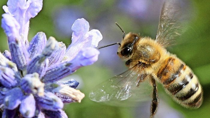 Stadt will mehr Weiden für Bienen anlegen