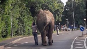 Ein Elefant ist im rheinland-pfälzischen Neuwied aus seinem Zirkusgehege ausgebüxt und rund einen Kilometer durch die Stadt spaziert Foto: Polizeidirektion Neuwied/Rhein