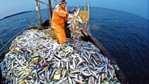 Heringe m Netz: das MSC-Siegel soll sicher stellen,  dass die Fische nachhaltig gefangen wurden. Foto: dpa
