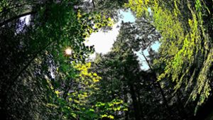 Eine Mischung aus verschiedenen Baumarten verteilt laut der Waldschutzbeauftragten Cristina Ganter das Risiko für Schäden in der Fläche. Foto: /Horst Rudel/Archiv