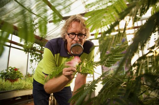 Gärtnermeister René Wadas heilt kranke Pflanzen meist vor Ort, manchmal auch per Ferndiagnose. Foto: Andreas Brunke