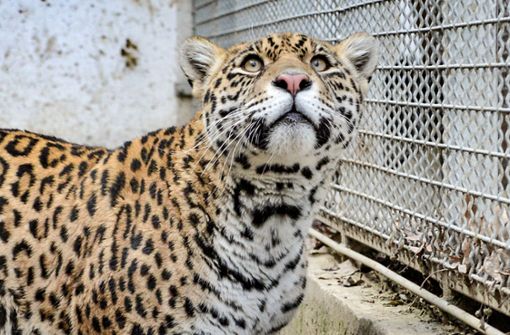 Der junge Jaguar kam am 1. Oktober in die Wilhelma. Foto: Sóstó Zoo / Ungarn