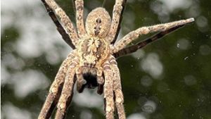 Die Nosferatu-Spinne auf einem Autodach. Foto: Thomas Lutz/dpa/Thomas Lutz