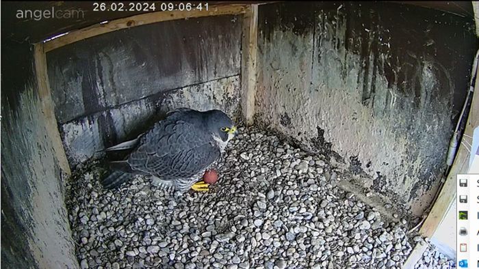 Fellbacher Schwabenlandtower: Die Falken brüten wieder – Webcam zeigt Bilder