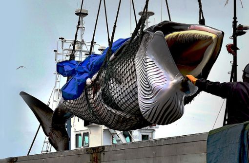In Japan werden seit 1.  Juli wieder Wale für kommerzielle Zwecke gefangen. Foto: AFP