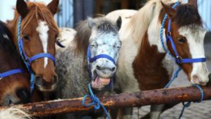 Vorfreude auf den Pferdemarkt –  2023 geht’s endlich wieder los. Foto: Stadt Leonberg/