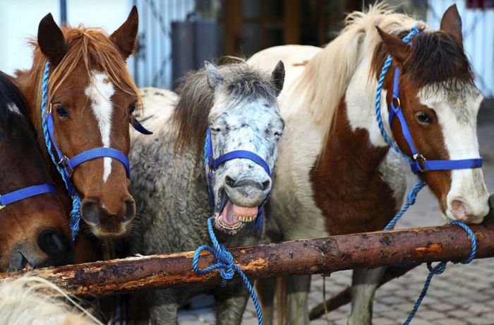 Tradition in Leonberg: 2023 wieder Pferdemarkt  – nur ein bisschen anders