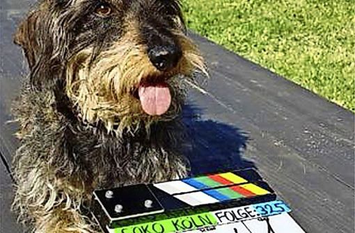Beim Hunde-Casting können Vierbeiner zeigen, womit sie bei den Zweibeinern Foto: privat