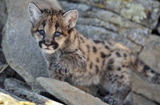 Die Tierart „Puma Concolor“, zu der die beiden Jungen gehören, ist vom Aussterben bedroht. (Symbolfoto) Foto: imago images/All Canada Photos