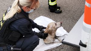 Ein Hund wird nach seiner Rettung von Einsatzkräften   betreut. Foto: 7aktuell.de/Kevin Lermer/7aktuell.de | Kevin Lermer