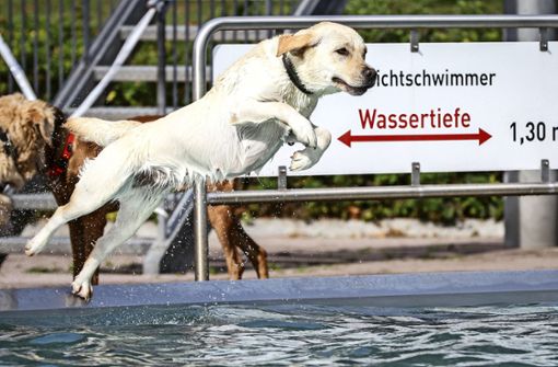 Hundeschwimmen – ein tierisches Vergnügen, das viele Freibäder den Vierbeinern   zum Saisonabschluss ermöglichen. Foto: dpa/Frank Rumpenhorst Foto:  