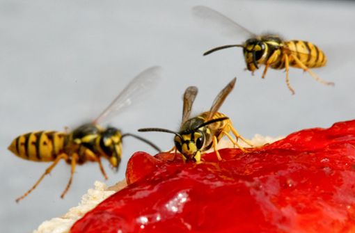 Eine Wespe nascht Erdbeerkonfitüre auf einem Brötchen. Foto: dpa-Zentralbild