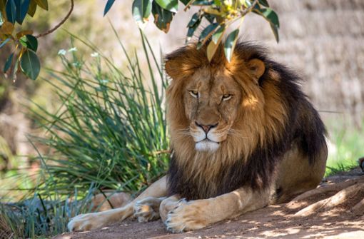 Der Ausbruch von fünf Löwen hat in Sydney für Wirbel gesorgt. (Symbolbild) Foto: IMAGO/aal.photo/Tara Malhotra