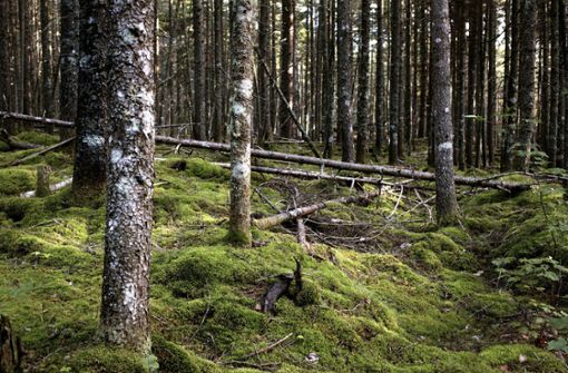 Tiefer Wald, Unwegsamkeit, Menschenleere: So wie diesen Ort in den Appalachen, wo sie gewandert ist, stellte sich Barbara Newhall Follett Geborgenheit vor. Foto: imago/Aurora Photos