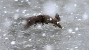 So scheu wie auf diesem Bild sind Weggens Eichhörnchen nicht: Bei ihm verhalten sie sich nahezu menschlich. Foto: APA