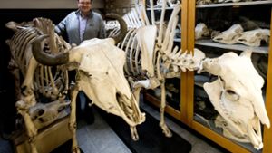 In der Zoologischen Sammlung hütet ihr Leiter Erich Weber diverse  Tierpräparate wie diese Bison-Skelette. Foto: Wolfgang Albers/Wolfgang Albers