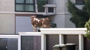 Wie kommt die Kuh aufs Garagendach? Das haben sich viele Menschen in Maichingen bei Sindelfingen gefragt. Foto: SDMG
