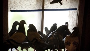Dicht an dicht drängen sich die Tauben in ihrem Schlag auf der Leonhardskirche Foto: Leif Piechowski