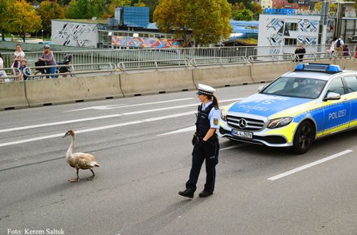 Die Polizei eskortiert einen besonderen Fußgänger nach Cannstatt. Foto: Kerem Saltuk