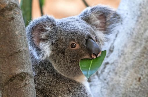 Sind Koalas in 30 Jahren ausgestorben? Foto: dpa/Robert Michael
