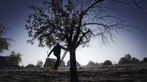Beim Schneiden seiner Obstbäume ist ein Mann im Kreis Esslingen tödlich verunglückt. Foto: Stoppel