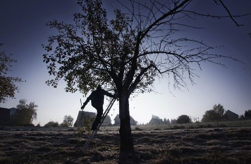 Beim Schneiden seiner Obstbäume ist ein Mann im Kreis Esslingen tödlich verunglückt. Foto: Stoppel