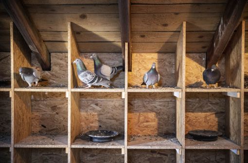 Die Verwaltung in Weissach glaubt, dass die Tauben in anderen Gemeinden vergrämt wurden – und sich jetzt einen neuen Platz gesucht haben. Foto: Gottfried Stoppel