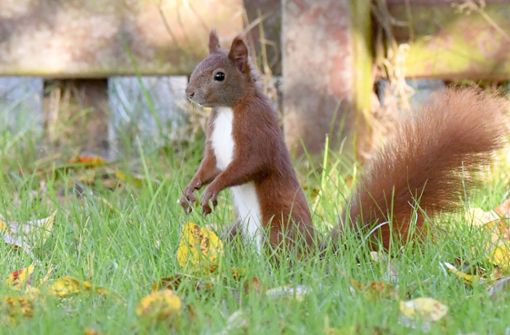 Wenn Eichhörnchen Menschen ganz nahe kommen, suchen sie Hilfe. (Symbolbild) Foto: dpa/Carsten Rehder