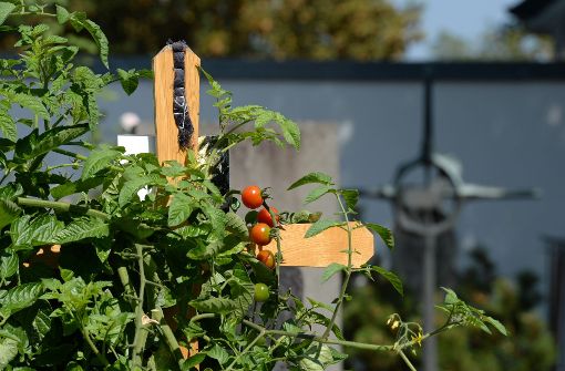 In der oberbayrischen Stadt Neuburg an der Donau darf eine Frau Tomaten auf dem Grab ihrer Großeltern pflanzen. Foto: dpa