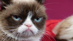 Berühmt wurde Grumpy Cat 2012 durch ein Foto, das auf der Plattform Reddit geteilt wurde. Foto: dpa