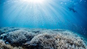 Ein Taucher bewegt sich im südlichen Bereich des Great Barrier Reefs. Wegen deutlich erhöhter Wassertemperaturen ist bei dem Naturwunder die fünfte Massenbleiche von Korallen innerhalb von nur acht Jahren bestätigt worden. Foto: Theundertow Ocean & Divers for Climate/AAP/dpa