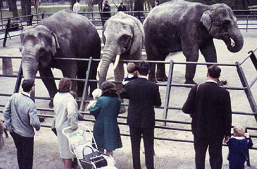Sie war eines der ersten Wilhelma-Tiere überhaupt: Elefantendame Vilja kam schon 1952 nach Stuttgart und lebte dort bis zu ihrem Tod 2010. Foto: Wilhelma
