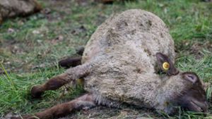 Schafe sind eine beliebte Beute bei Wölfen (Symbolbild). Foto: dpa