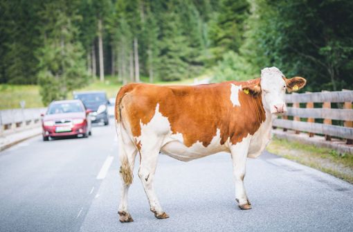Eine entlaufene Kuh auf der Straße: In Bayern musste deswegen ein Tier erschossen werden. (Symbolbild) Foto: imago images / Eibner Europa/EIBNER/EXPA/Dominik Angerer