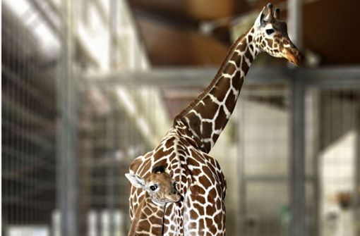 Keine Sorge: Den Wilhelma-Giraffen geht es nicht an den Kragen. Foto: dpa/Wilhelma