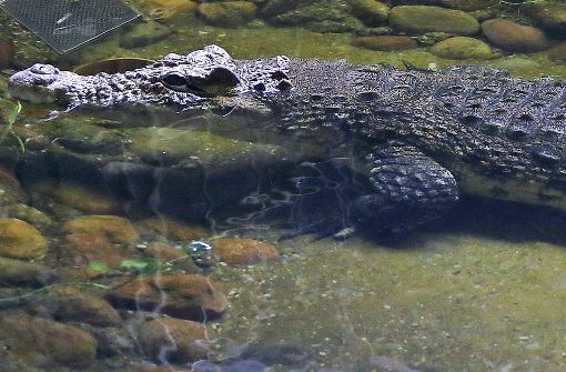 Bei dem Krokodil-Angriff wird die Urlauberin am Oberschenkel verletzt. (Symbolbild) Foto: dpa