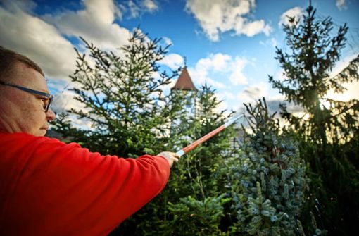 Was aussieht wie eine Angel, ist ein Werkzeug, mit dem Lichtergirlanden auf die Bäume des Adventswalds in Rudersberg verlegt werden. Foto: Gottfried Stoppel
