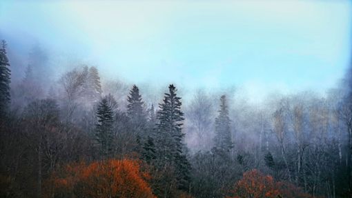Transsilvanien: Einen Wald zu betreten war für den Protagonisten von Iris Wolffs’ Roman, wie in eine Kirche zu gehen. Foto: IMAGO/Pond5 Images/IMAGO/xWirestockx