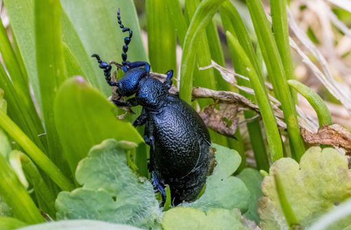 Dieser Käfer ist giftig (Archivbild). Foto: dpa/Frank Hammerschmidt